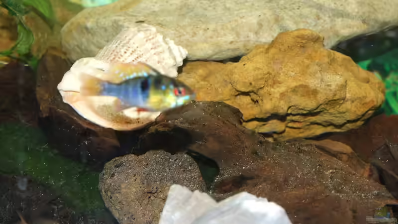 apistogramma ramerezi von Jarno Wilens (19)