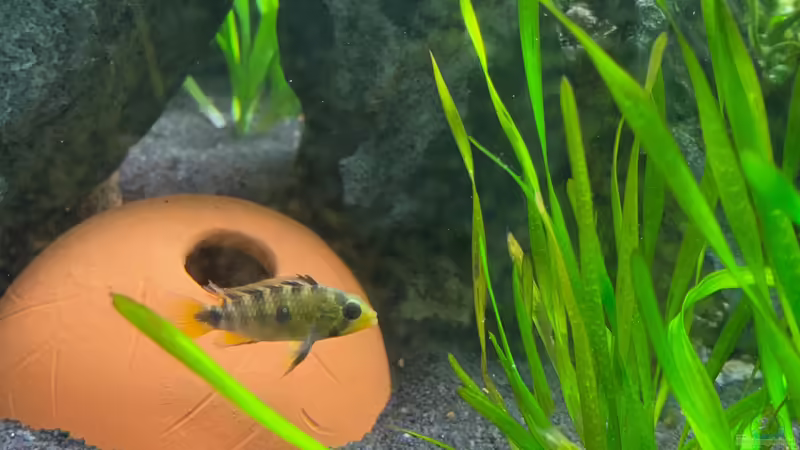 Apistogramma rositae (f) von Princess Nala (10)