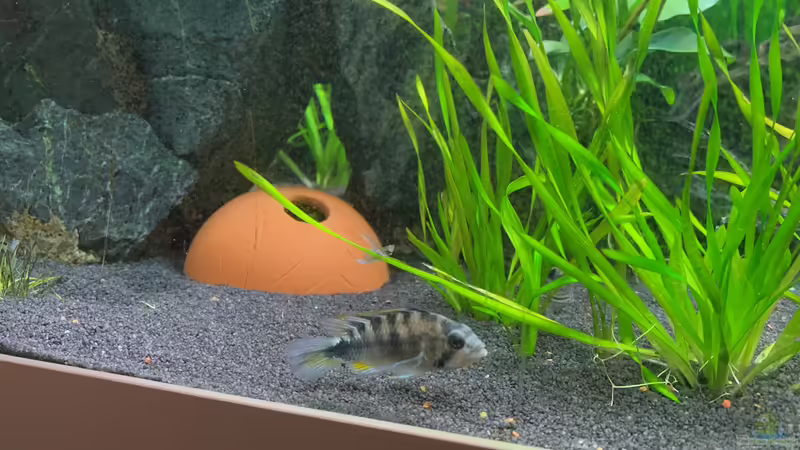 Apistogramma rositae (m) von Princess Nala (9)