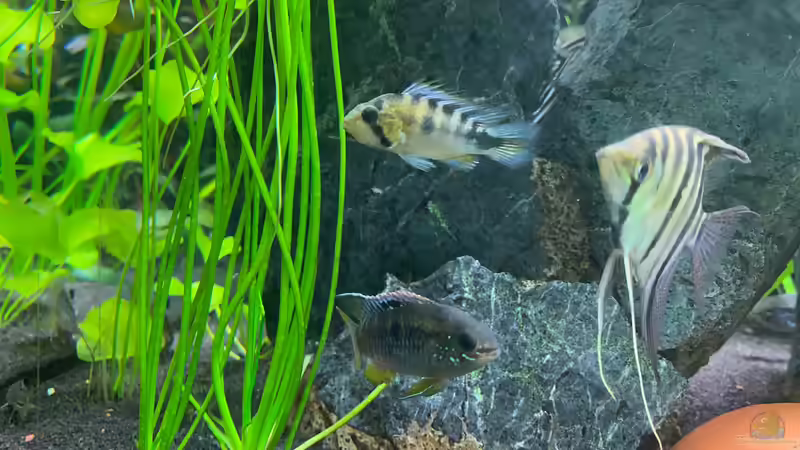 Apistogramma rositae im Aquarium halten (Einrichtungsbeispiele für Apistogramma sp. Harlekin)