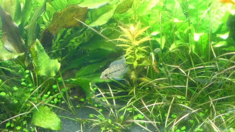 Apistogramma rubrolineata von Christoph Grote (14)