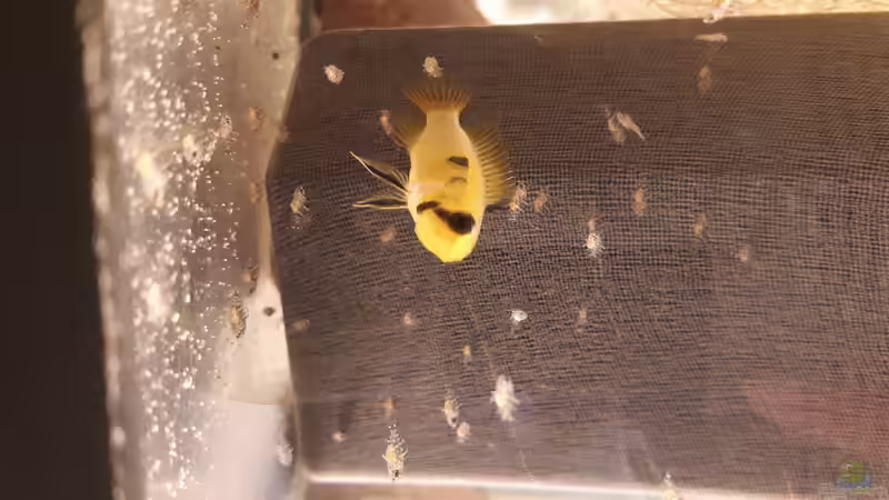 Apistogramma sp. Abacaxis mit Nachwuchs von Jim (5)