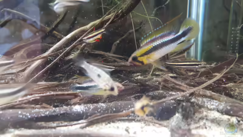 Apistogramma sp. Abacaxis von Jim (1)