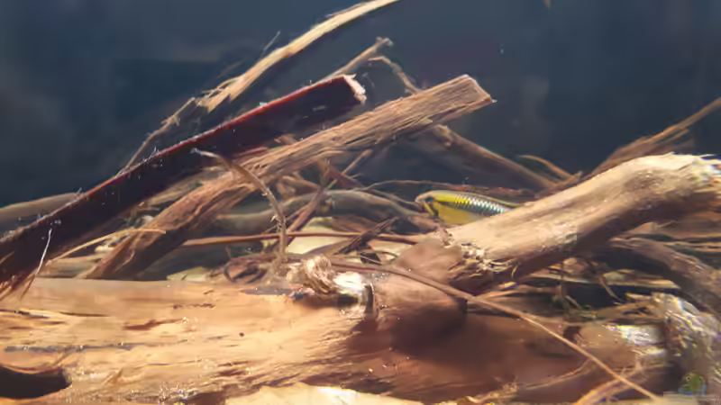 Apistogramma sp. Abacaxis von Jim (7)