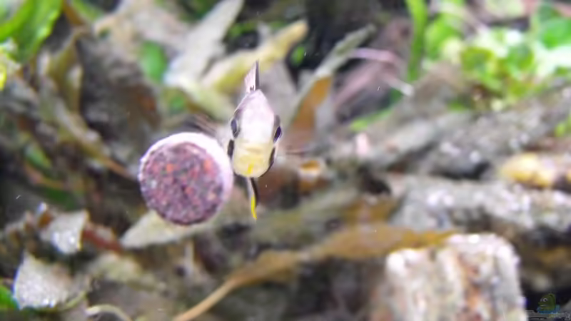 Apistogramma sp. Pebas beim fressen von Pebas/Peter (10)