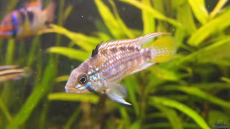 Apistogramma sp. Pebas Bock von Pebas/Peter (12)