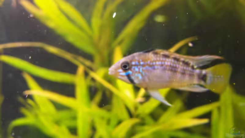 Apistogramma sp. Pebas Bock von Pebas/Peter (13)