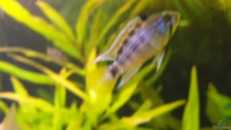 Apistogramma sp. Pebas Bock von Pebas/Peter (14)