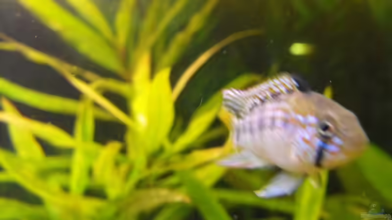 Apistogramma sp. Pebas Bock von Pebas/Peter (15)
