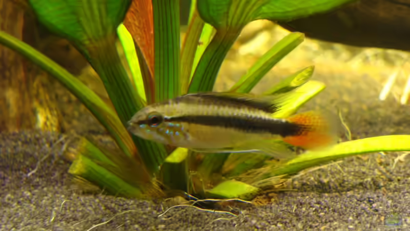 Apistogramma sp. rio mamore (männchen) von Christian Heitmann (24)