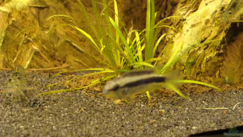 Apistogramma sp. rio mamore (weibchen) von Christian Heitmann (23)