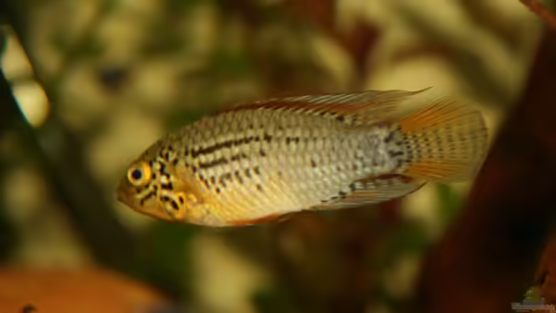 Apistogramma sp. Vielfleck Männchen von Sascha Bötzel (19)