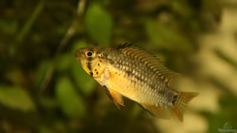 Apistogramma sp. Vielfleck Weibchen von Sascha Bötzel (18)