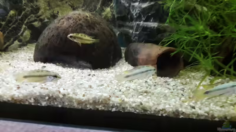 Einrichtungsbeispiele für die Haltung von Apistogramma trifasciata (Rotstrich-Zwergbuntbarsch) im Aquarium
