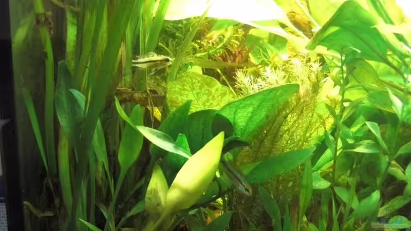 Einrichtungsbeispiele für die Haltung von Apistogramma trifasciata (Rotstrich-Zwergbuntbarsch) im Aquarium