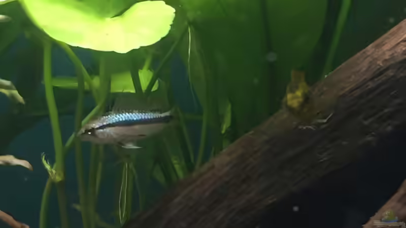 Apistogramma trifasciata Männchen im Hintergrund, vorne das Weibchen von Yo Bo (7)