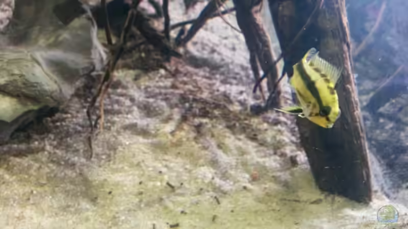 Apistogramma trifasciata w von Markaroni (49)