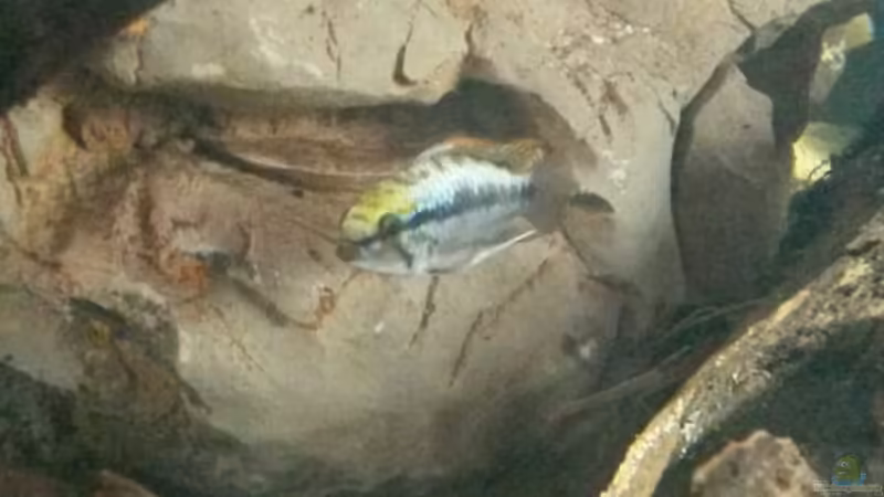 Einrichtungsbeispiele für die Haltung von Apistogramma trifasciata (Rotstrich-Zwergbuntbarsch) im Aquarium