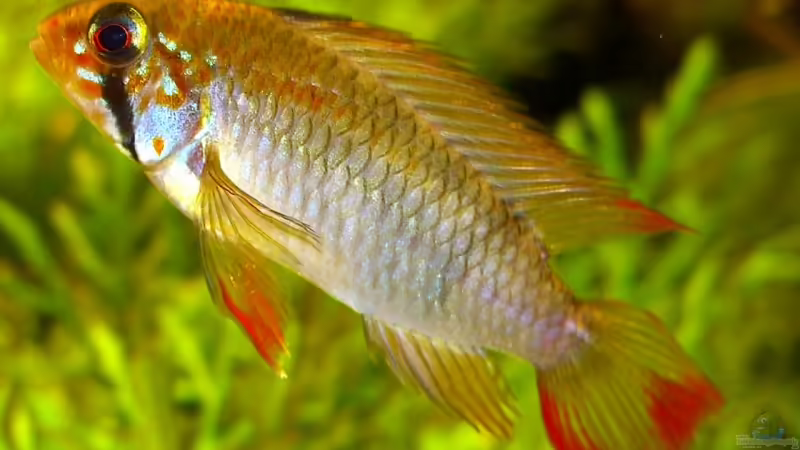 Apistogramma viejita, Bock von Schattenherz (9)