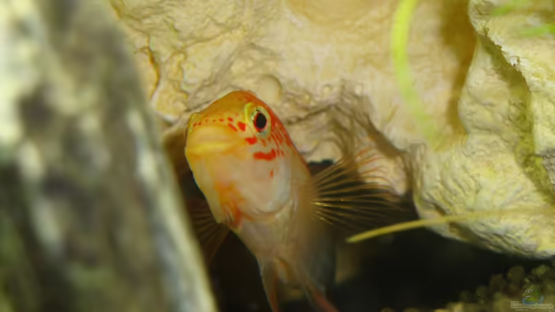 Aquarien mit Apistogramma viejita (Schwarzkehl-Zwergbuntbarsch)