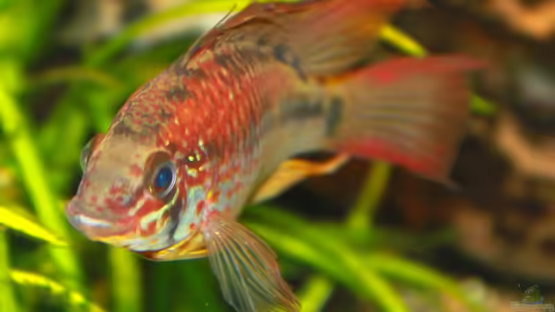 Apistogramma viejita Männchen von diveman (22)