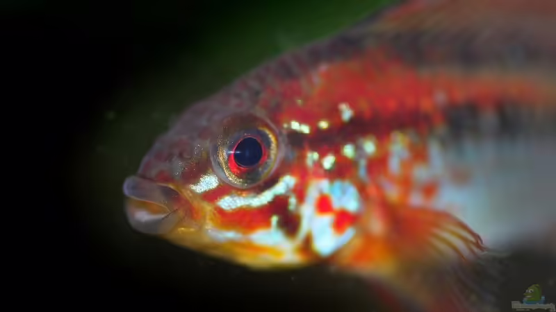 Apistogramma viejita Männchen von Olaf D. (30)