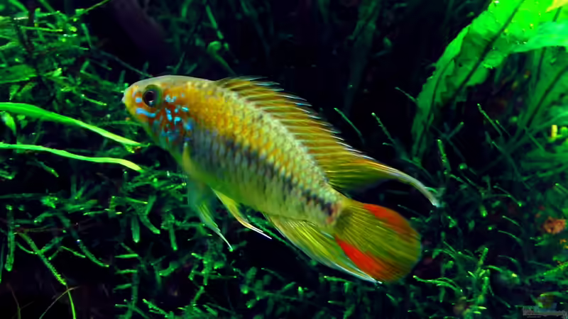 Aquarien mit Apistogramma viejita (Schwarzkehl-Zwergbuntbarsch)