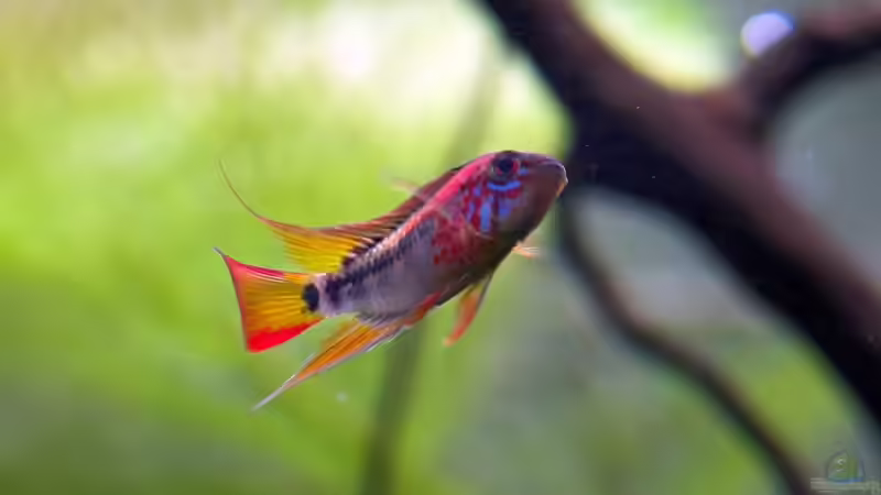 Aquarien mit Apistogramma viejita (Schwarzkehl-Zwergbuntbarsch)