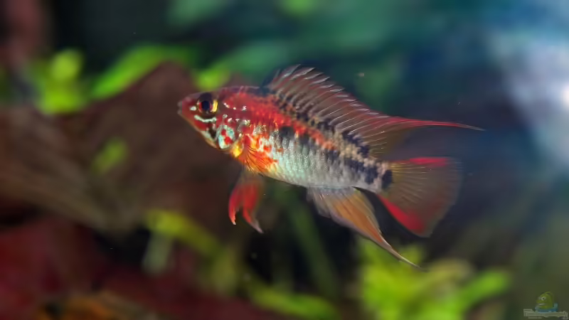 Aquarien mit Apistogramma viejita (Schwarzkehl-Zwergbuntbarsch)