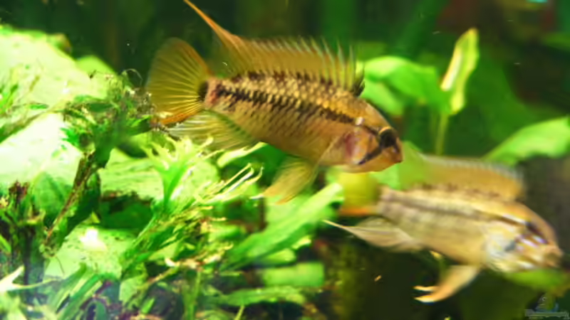 Apistogramma viejita von Adamov (37)