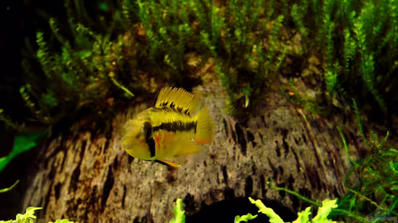 Apistogramma viejita Weibchen im Brutpflegekleid von Dario (21)