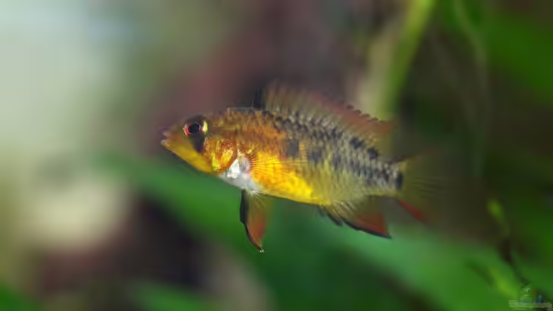 Apistogramma viejita Weibchen von Olaf D. (24)