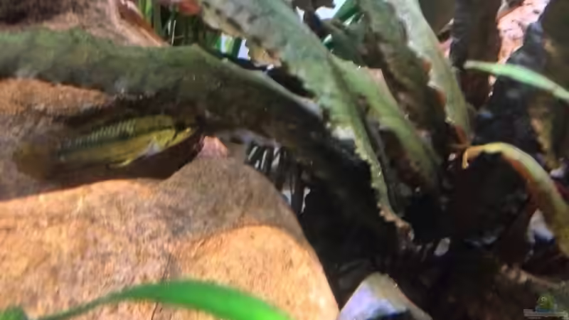 Apistogramma (W) hat die Jungfische in Steinkuhle verlegt von Vancouver2010 (38)