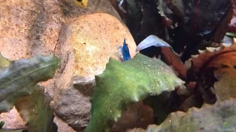 Apistogramma (W) und unerwünschter Gaffer von Vancouver2010 (39)