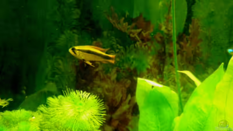 Apistogramma Weibchen 1 von DouDou (12)