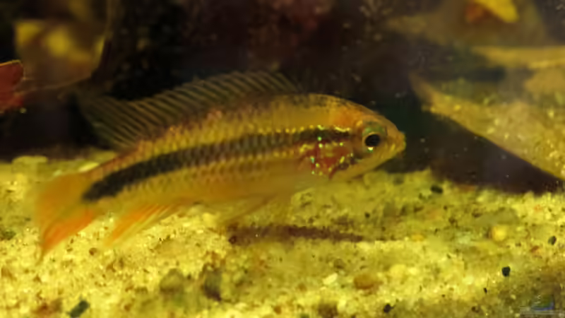 Apistogramma Weibchen von Joni_99 (9)