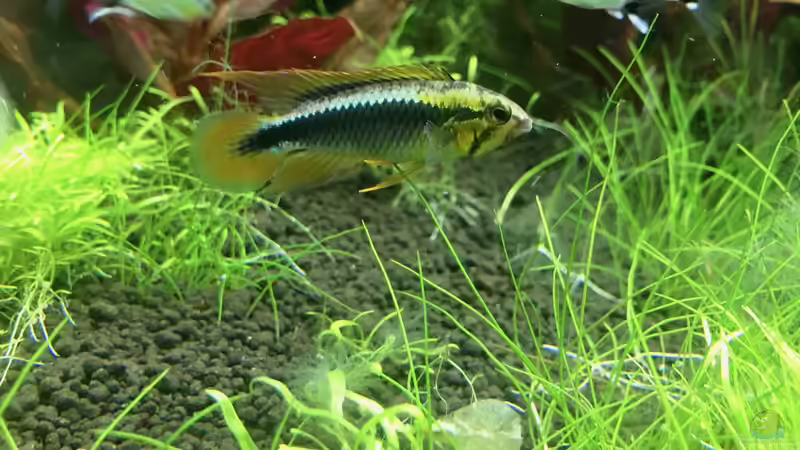 Apistogramma sp. Wilhelmi im Aquarium halten (Einrichtungsbeispiele für Wilhelmi-Zwergbuntbarsch)