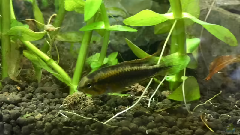 Apistogramma Wilhelmi Weibchen von Jule (28)