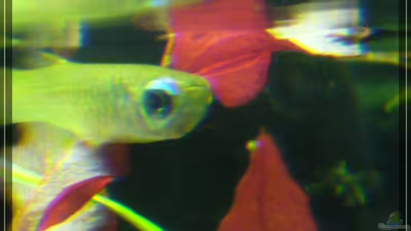 Aquarien mit Aplocheilichthys normani (Blauer Leuchtaugenfisch)