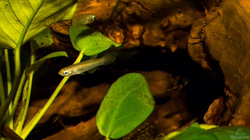 Aplocheilichthys normani von AjakAndi (37)
