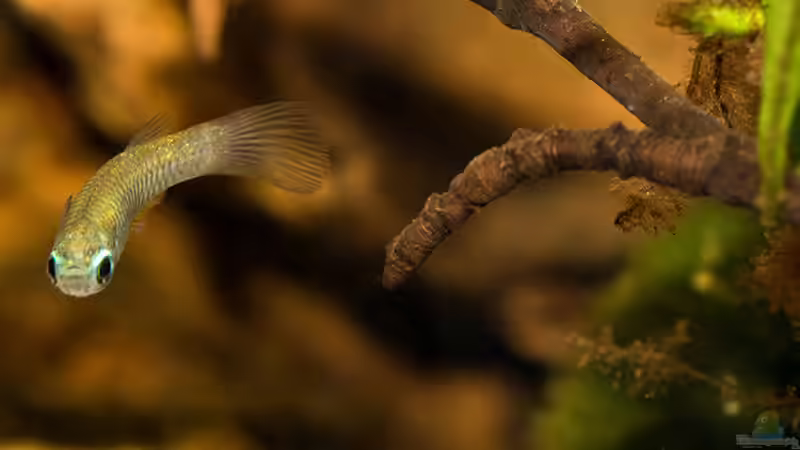 Aplocheilichthys normani von AjakAndi (41)