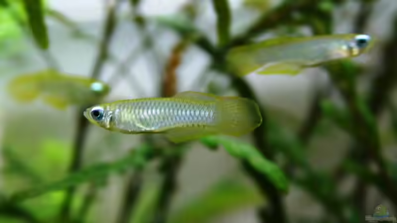 Aplocheilichthys normani von Bjarke (24)