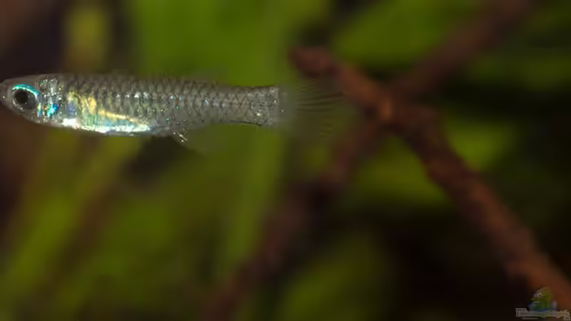 Aquarien mit Aplocheilichthys-Arten (Einrichtungsbeispiele für Aplocheilichthys-Arten)