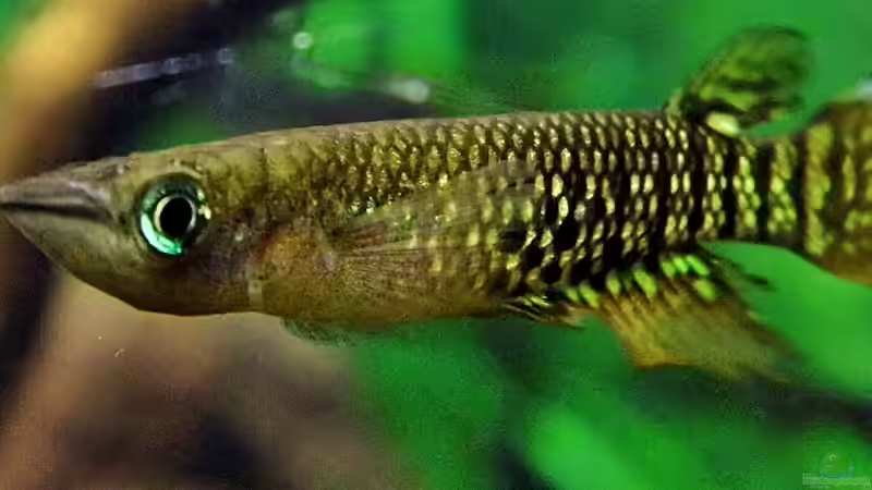 Aplocheilus lineatus  von snooze (34)