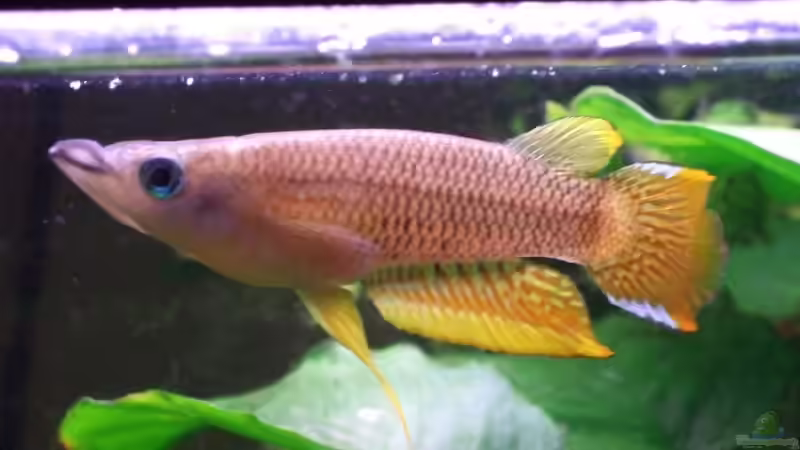 Aplocheilus Lineolatus von Hannes Hartwig (2)