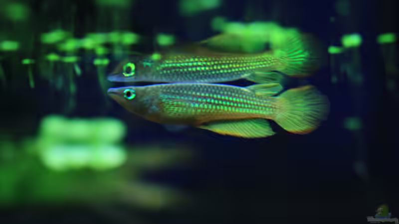 Aplochelius Lineatus Bock von balzman (32)