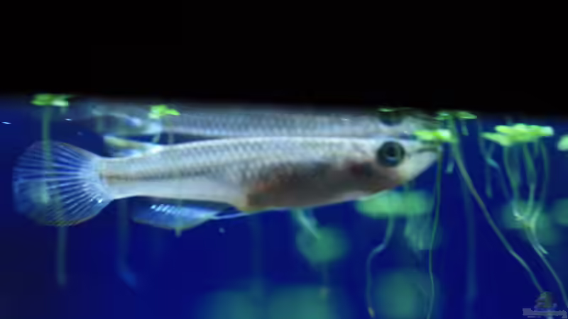 Aplochelius Lineatus Weib von balzman (33)