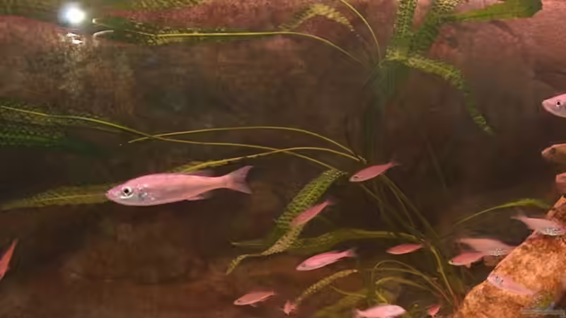 Aponogetifolia von Yigit Nur (8)