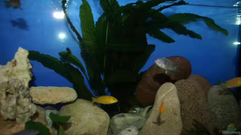 Aponogeton biovianius von Margit König (4)