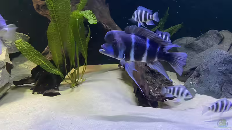 Aponogeton boivinianus im Aquarium pflanzen (Einrichtungsbeispiele mit Große genoppte Wasserähre)